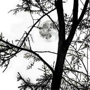 Full Moon Through Branches Png Nqk PNG image