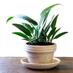 Fun Potted Plant Crafts PNG Ady46 PNG