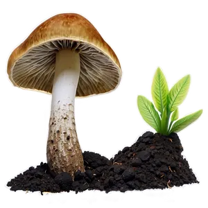 Fungi And Soil Health PNG 06132024
