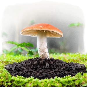 Fungi And Soil Health PNG 89