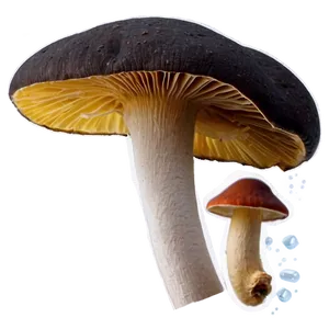 Fungi And Water Quality PNG 36
