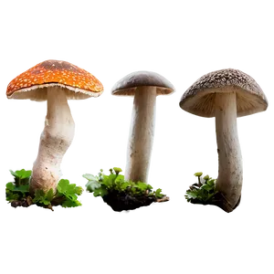 Fungi And Wildlife PNG 06132024