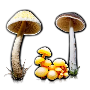 Fungi And Wildlife PNG 19