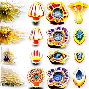 Fungi And Wildlife PNG 57