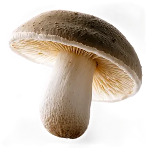 Fungi As Pest Control PNG 38 PNG
