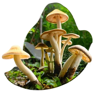 Fungi As Pest Control PNG 72 PNG