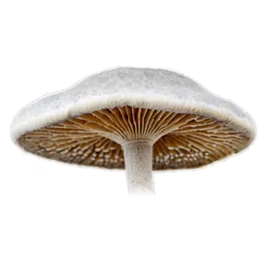 Fungi D PNG image