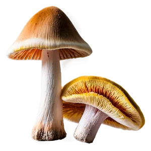 Fungi For Natural Dyes PNG 06132024
