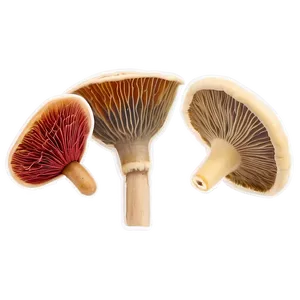 Fungi For Natural Dyes PNG 06132024 PNG