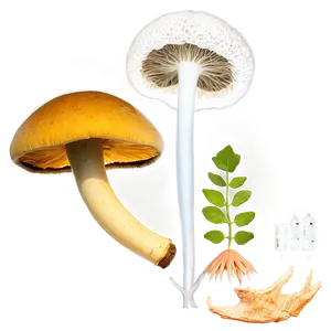 Fungi In Biotechnology PNG Ugn