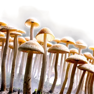 Fungi In Food Production Png Vbl75 PNG image