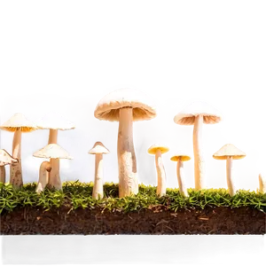 Fungi In Industry PNG 94