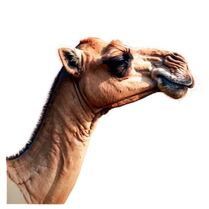 Funny Camel PNG Cuf54 PNG