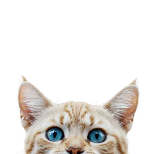 Funny Cat Face PNG 06122024