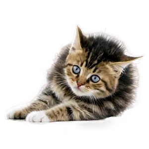 Funny Cat Meme PNG Xrh58