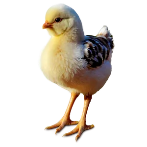 Funny Chick PNG 58 PNG