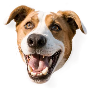 Funny Dog Head PNG 06212024