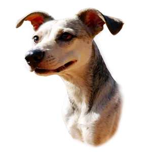 Funny Dog Transparent PNG Hof