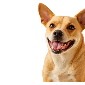 Funny Dogs PNG 75