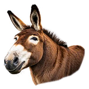 Funny Donkey Face PNG 05232024