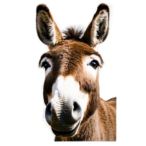 Funny Donkey Face PNG Ynk