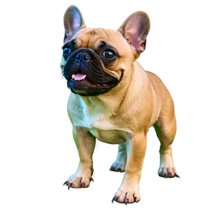 Funny French Bulldog PNG Rei PNG