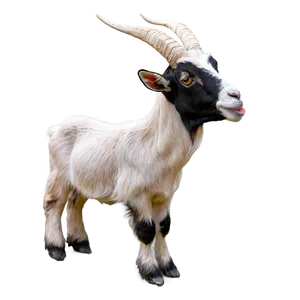 Funny Goat Png 05232024 PNG image