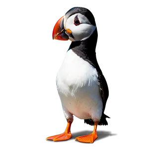 Funny Puffin Clipart Png 35 PNG image