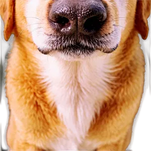 Furry Dog Nostrils Png Lmn PNG image