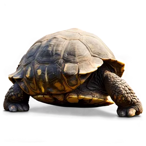 Galapagos Giant Tortoise Png 06242024 PNG image