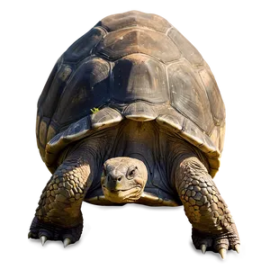 Galapagos Giant Tortoise Png 06242024 PNG image