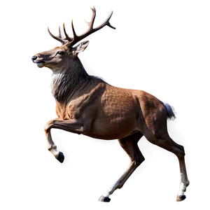 Galloping Stag PNG 11