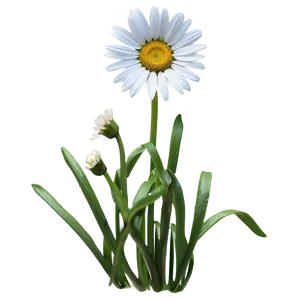 Garden Daisy Png 14 PNG image