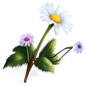 Garden Daisy Png Mib95 PNG image