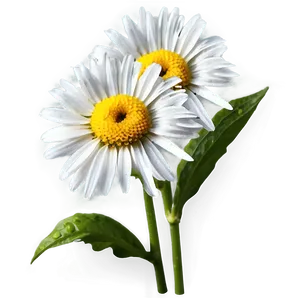 Garden Daisy Png Oic77 PNG image
