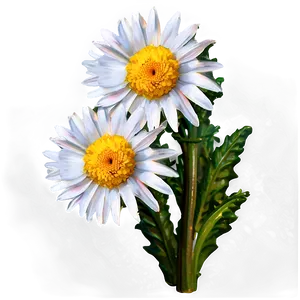 Garden Daisy Png Qpi56 PNG image