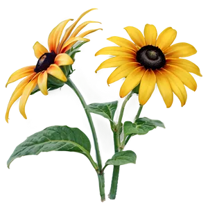 Garden Fresh Black Eyed Susan Png 06282024 PNG image