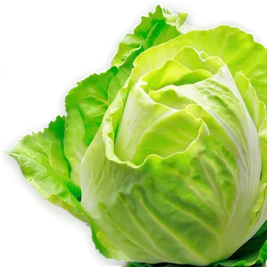 Garden Fresh Lettuce PNG 05242024