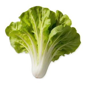 Garden Fresh Lettuce PNG 81