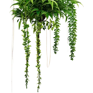 Garden Hanging Plant PNG 05252024