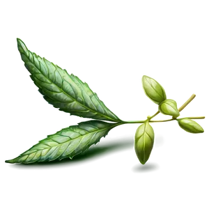 Garden Herb PNG 38