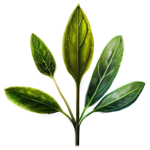 Garden Herb PNG 4