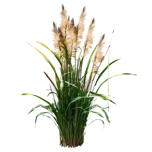 Garden Ornamental Grass Png 06212024 PNG image