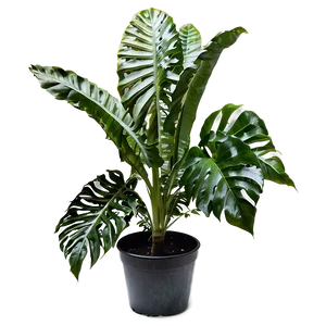 Garden Plant Png 33 PNG image