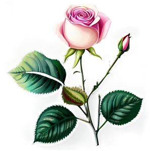 Garden Roses PNG 60