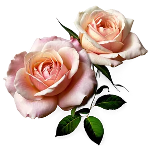 Garden Roses PNG Vuy
