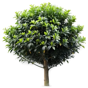 Garden Shrub PNG 05252024 PNG