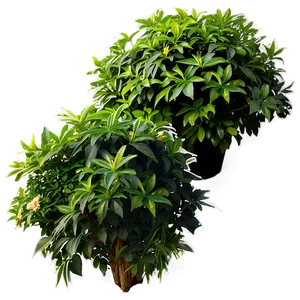 Garden Shrub Png 05252024 PNG image