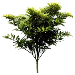 Garden Shrubs PNG Oaf