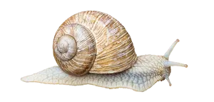 Garden Snail Side View PNG image